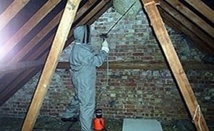 Wasp Nest in loft in Harbourne