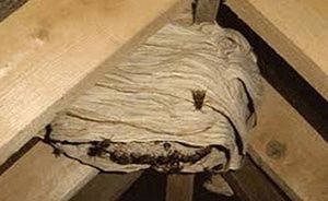 Wasp Nests in Harbourne